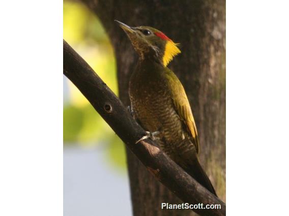 Lesser Yellownape (Picus chlorolophus)