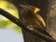 Lesser Yellownape (Picus chlorolophus) 