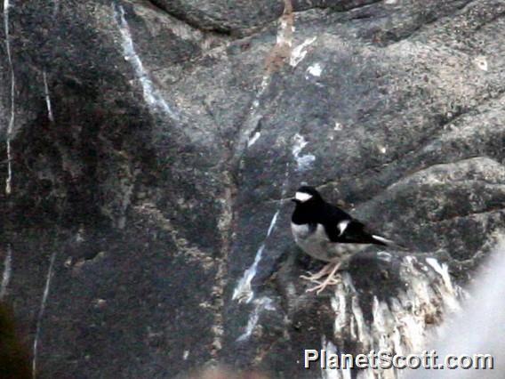 Little Forktail (Enicurus scouleri)