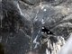 Little Forktail (Enicurus scouleri)
