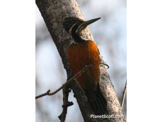 Greater Flameback (Chrysocolaptes guttacristatus)