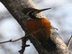 Greater Flameback (Chrysocolaptes lucidus) 