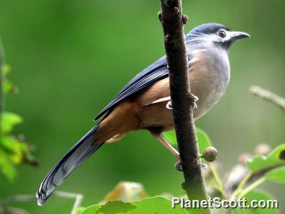 White-eared Sibia (Heterophasia auricularis)