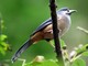 White-eared Sibia (Heterophasia auricularis) 