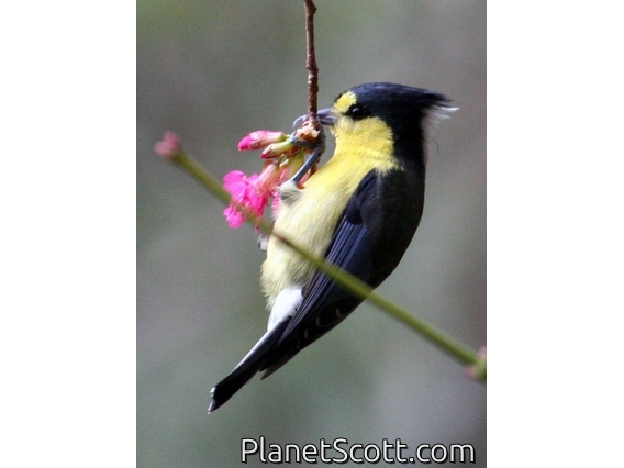 Taiwan Yellow Tit (Machlolophus holsti)