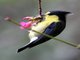 Yellow Tit (Machlolophus holsti)