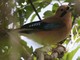 Eurasian Jay (Garrulus glandarius) 