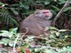 Taiwan macaque (Macaca cyclopis) 