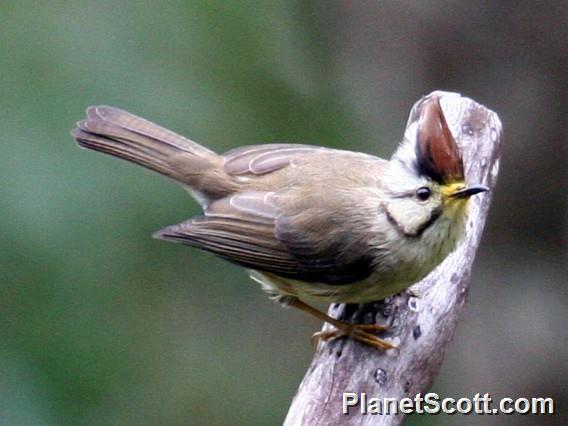 Taiwan Yuhina (Yuhina brunneiceps)