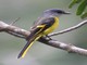 Grey-chinned Minivet (Pericrocotus solaris) 