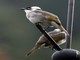 Light-vented Bulbul (Pycnonotus sinensis) 