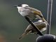 Styan's Bulbul Pycnonotus taivanus
