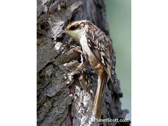 Brown Creeper (Certhia americana)