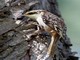 American Tree-Creeper (Certhia americana) 