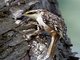 American Tree-Creeper (Certhia americana)