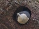 Pygmy Nuthatch (Sitta pygmaea) 