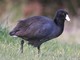 American Coot (Fulica americana) 