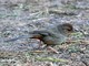 California Towhee (Pipilo crissalis) 