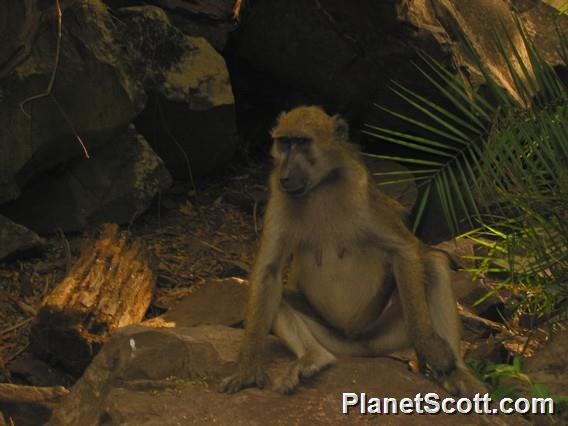 Chacma Baboon (Papio ursinus)