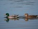 Mallard (Anas platyrhynchos) 