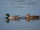 Mallard (Anas platyrhynchos)