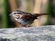 Song Sparrow (Melospiza melodia) 