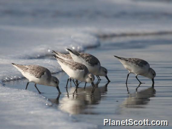 Sanderling (Calidris alba)