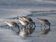 Sanderling (Calidris alba) 