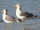 California Gull (Larus californicus) 