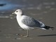 Mew Gull (Larus canus) 