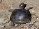 Western Pond Turtle (Emys marmorata) 