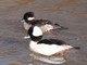 Bufflehead (Bucephala albeola) 