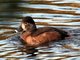 Ring-necked Duck (Aythya collaris) Female