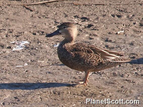 Cinnamon Teal (Spatula cyanoptera)