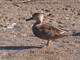 Cinnamon Teal (Spatula cyanoptera) Female