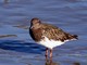 Black Turnstone (Arenaria melanocephala) 