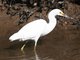 Snowy Egret (Egretta thula)