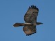 Red-tailed Hawk (Buteo jamaicensis) Juvenile