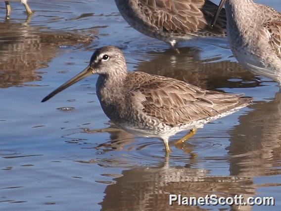 Long-billed Dowitcher (Limnodromus scolopaceus)