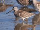 Long-billed Dowitcher (Limnodromus scolopaceus) 