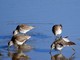 Long-billed Dowitcher (Limnodromus scolopaceus) Feeding