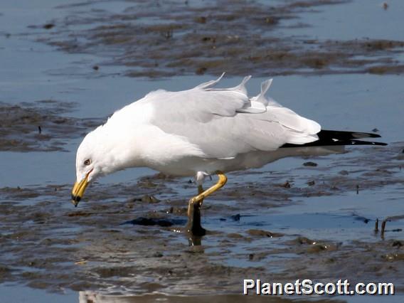 Ring-billed Gull (Larus delawarensis)