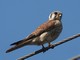 American Kestrel (Falco sparverius) Female