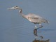 Great Blue Heron (Ardea herodias) 