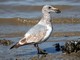 Western Gull (Larus occidentalis) 2nd Winter