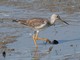 Greater Yellowlegs (Tringa melanoleuca) 