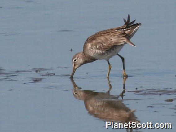 Short-billed Dowitcher (Limnodromus griseus)