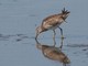 Short-billed Dowitcher (Limnodromus griseus) 