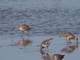 Short-billed Dowitcher (Limnodromus griseus) 