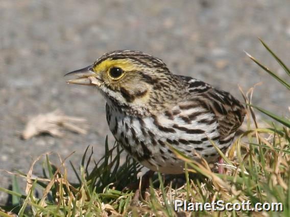 Savannah Sparrow (Passerculus sandwichensis)